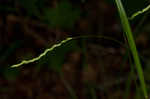 Roan Mountain sedge